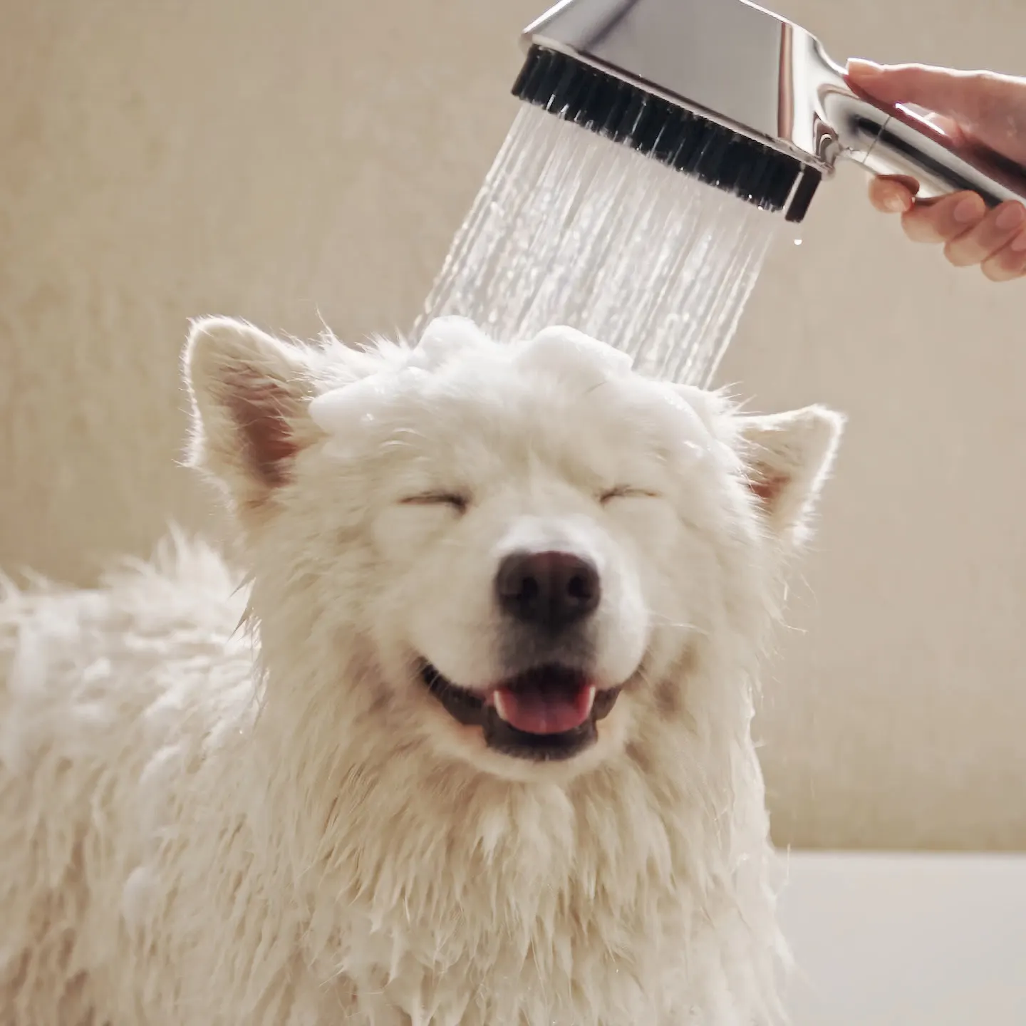 A Samoyed rinsed with the Vihona Pet Wand Pro in a warm bathroom